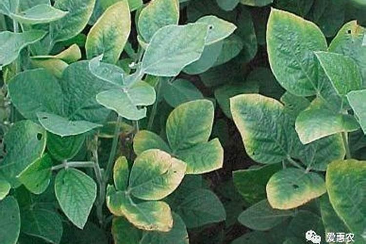 大豆早衰是什么原因？大豆早衰有哪些防治对策？