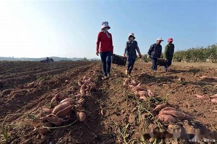 掌握地瓜种植技巧，轻松实现甘甜丰收