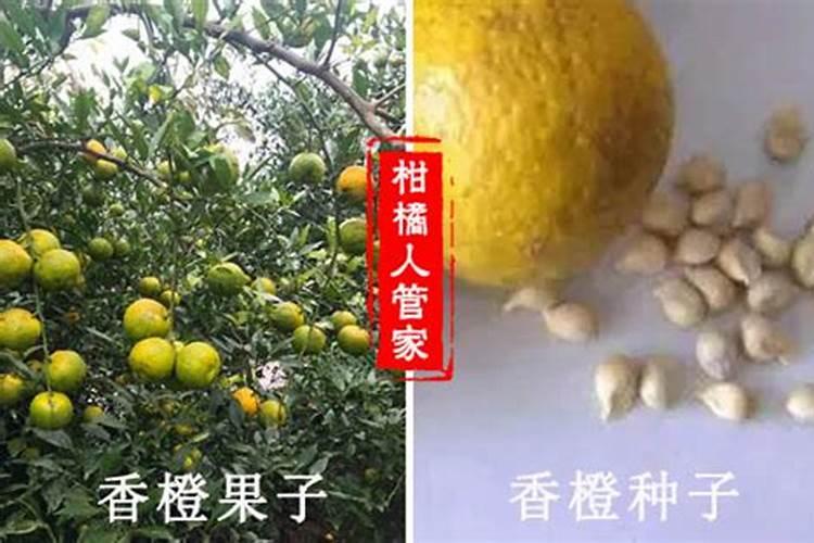 资阳香橙砧木的特性是什么？资阳香橙砧木的优缺点有哪些？