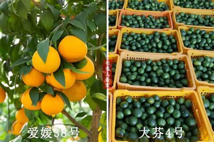 爱媛38号柑桔选用什么砧木最好