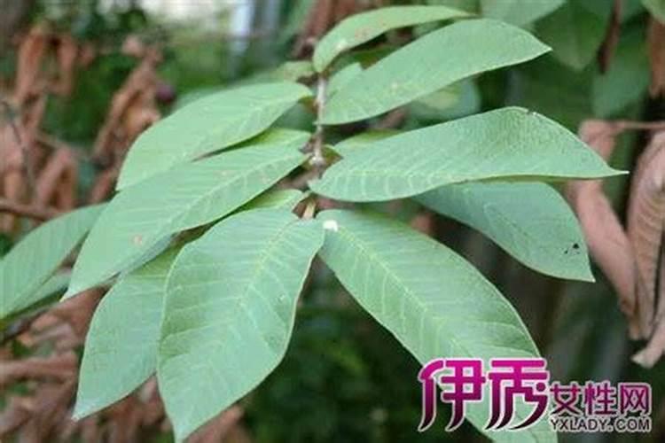 番石榴叶的功效与作用及禁忌，番石榴叶能减肥吗？