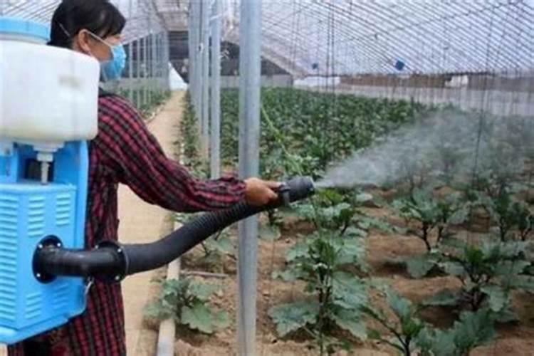 绿意盎然：大棚花卉喷药的黄金守则
