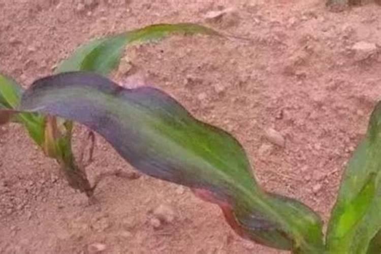 玉米缺磷的主要表现症状？