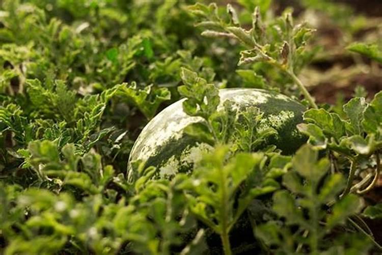田间守护者：豆角药害防治的智慧策略