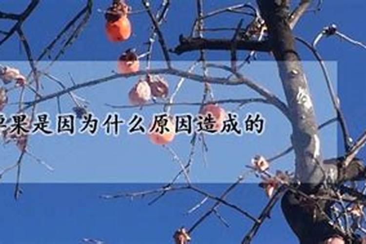 柿子树掉果什么原因引起的？柿子树种植！
