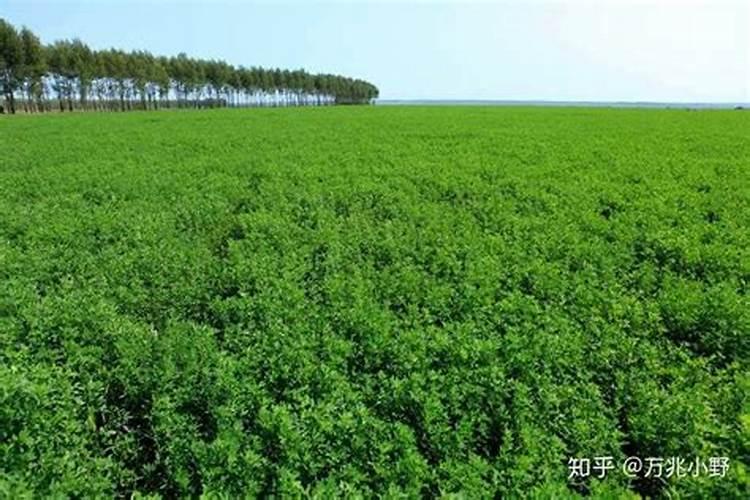大棚野菜种植前景怎么样，哪些野菜适合大棚种植？