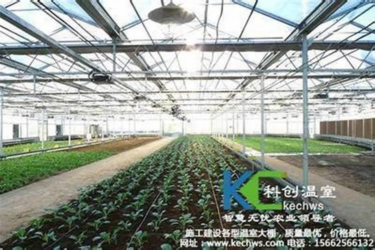 温室大棚出现肥害怎么办？