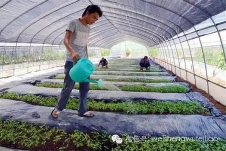 大棚作物受肥害怎么办