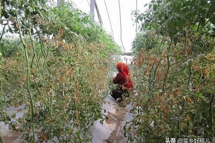揭秘蔬菜药害：如何准确判定与防范？