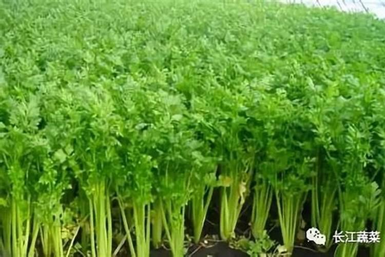 绿意盎然：掌握芹菜栽培的关键技术