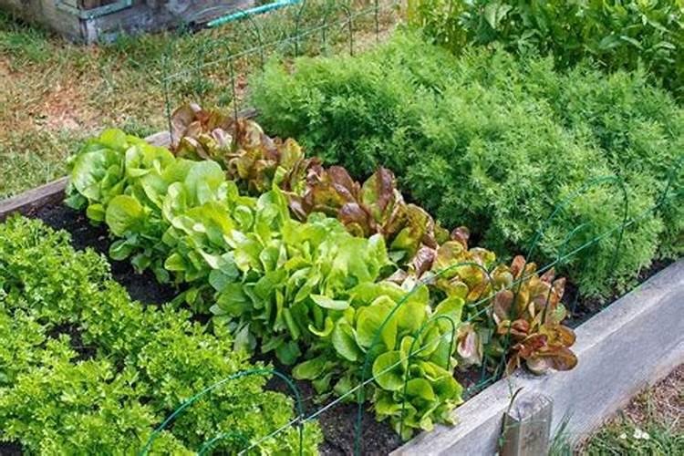 绿色守护：应对除草剂药害的策略与实践