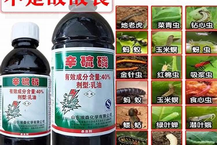花卉杀虫用什么药最好