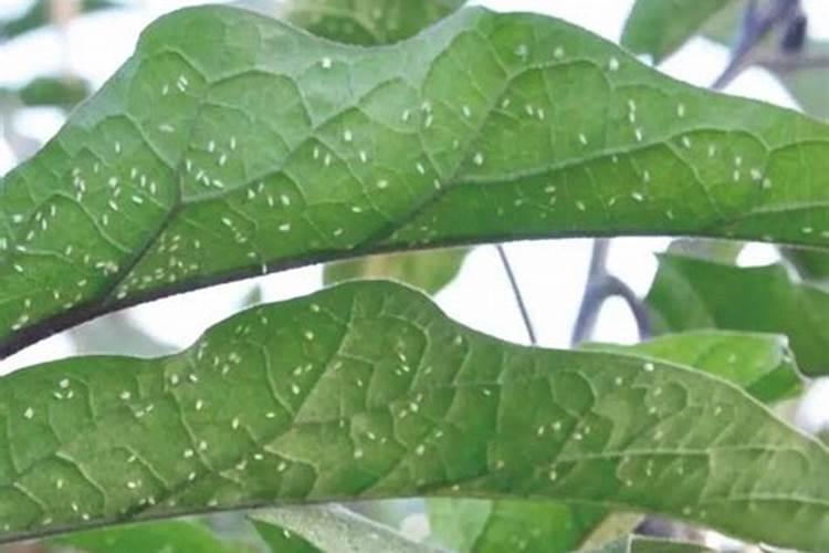 黄瓜秧生虫的处理办法，附白粉虱介绍？