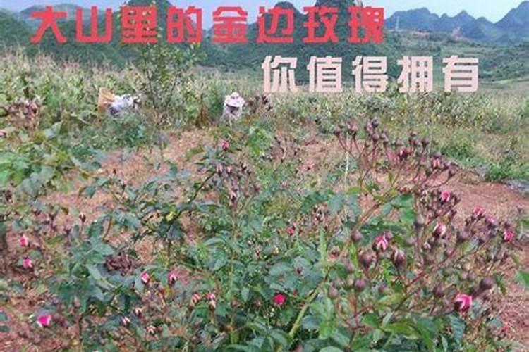 揭秘刺玫瑰的培育秘诀：打造完美花园中的耐寒佳品