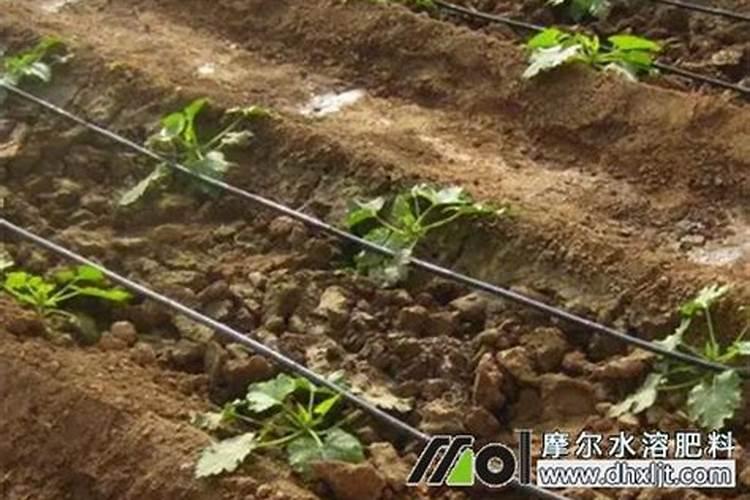 如何使用冲施肥？