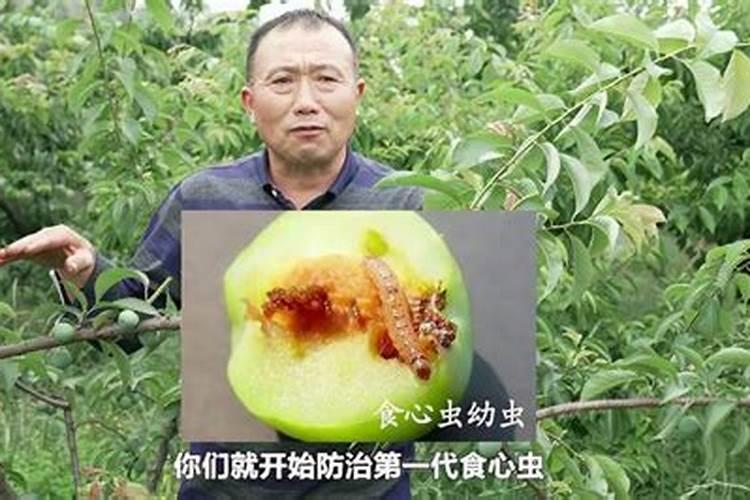 战胜果园顽敌：李子食心虫的绿色防控策略