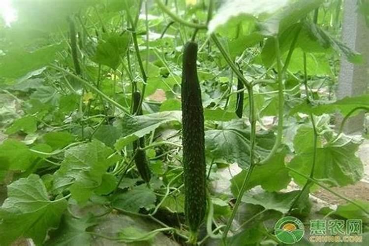 黄瓜红粉病危害有什么特点？
