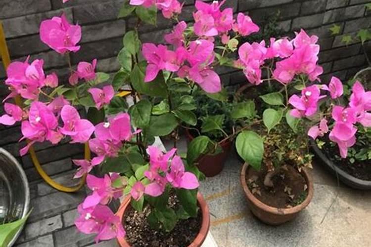 三角梅怎样补充氮肥生根发芽快？