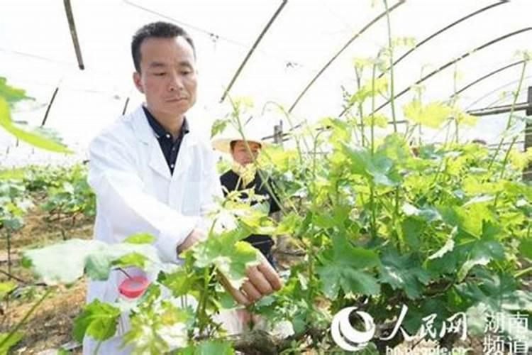 葡萄病虫害防治技术