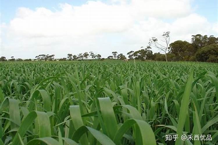 种植牧草需要哪些条件什么条件可以种植牧草