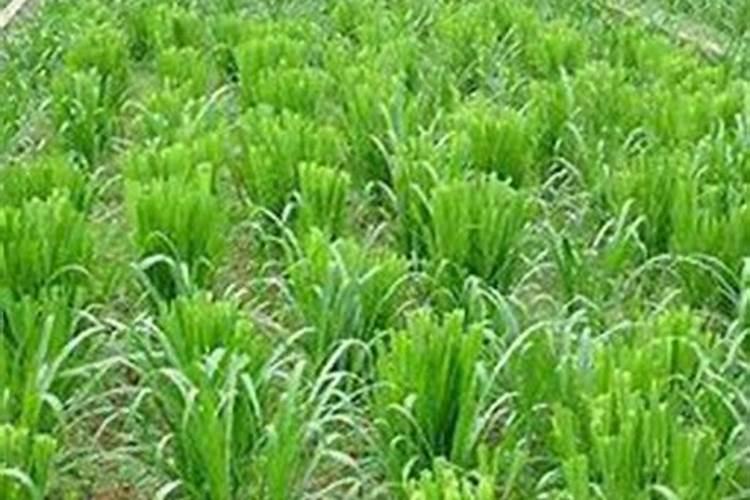 种植牧草需要什么条件