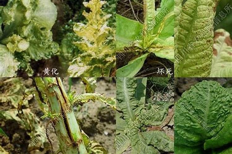 莴苣花叶病的防治