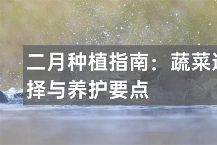 二月份的蔬菜种植指南：选择与技巧