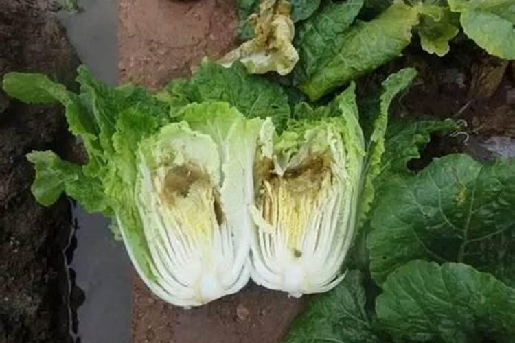 大白菜缺钙有哪些表现？