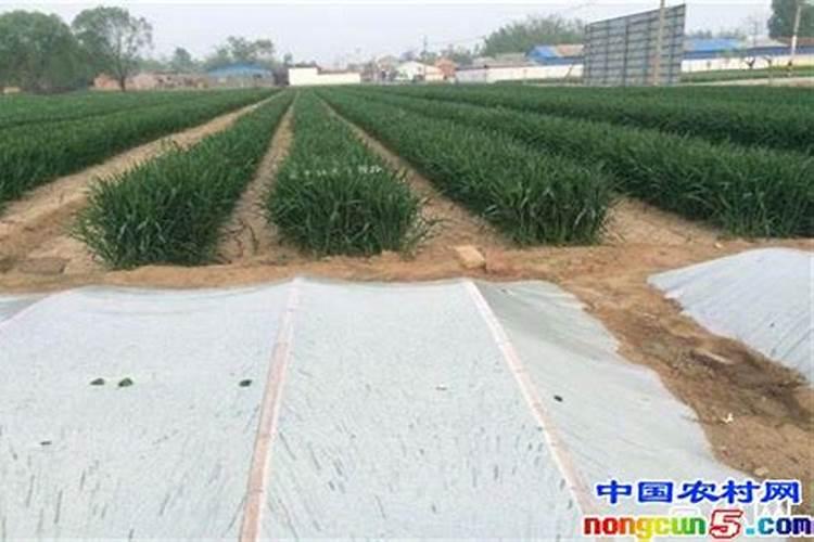 麦茬小辣椒的种植方法？