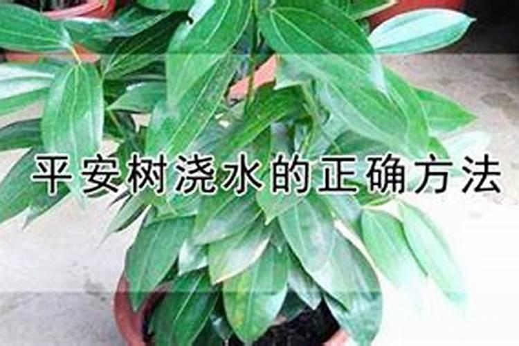平安树浇水的正确方法？
