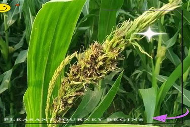 战胜玉米黑粉病：有效防治策略与用药指南