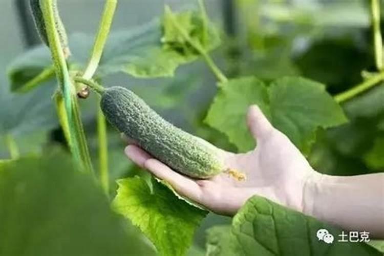 冬季温室黄瓜突然萎蔫的原因