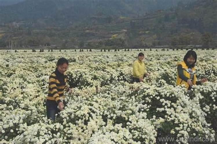 黄山贡菊栽培工艺
