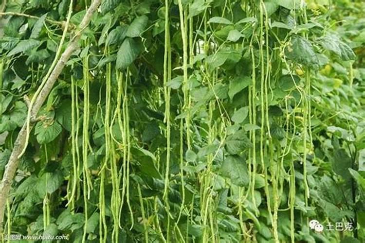 秋种豆角如何防锈病？秋种豆角防治锈病技巧
