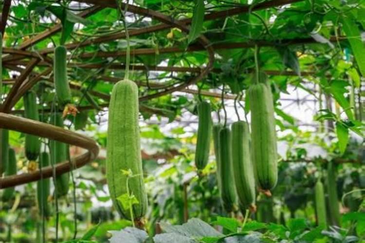 种植丝瓜生长好，结果少的原因有哪些？