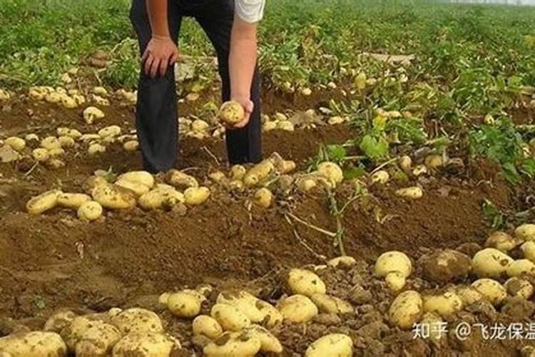 玛卡高产种植技术：掌握关键，收获满满