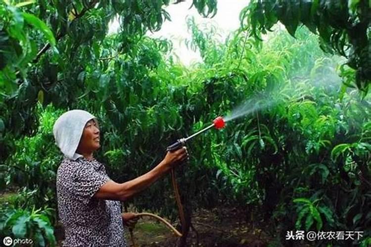 镁肥施用全攻略：确保作物健康成长的关键步骤