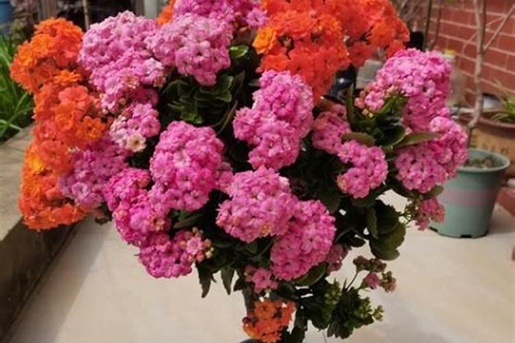 家庭养殖长寿花,一直不开花是什么原因？不孕蕾该怎么办？