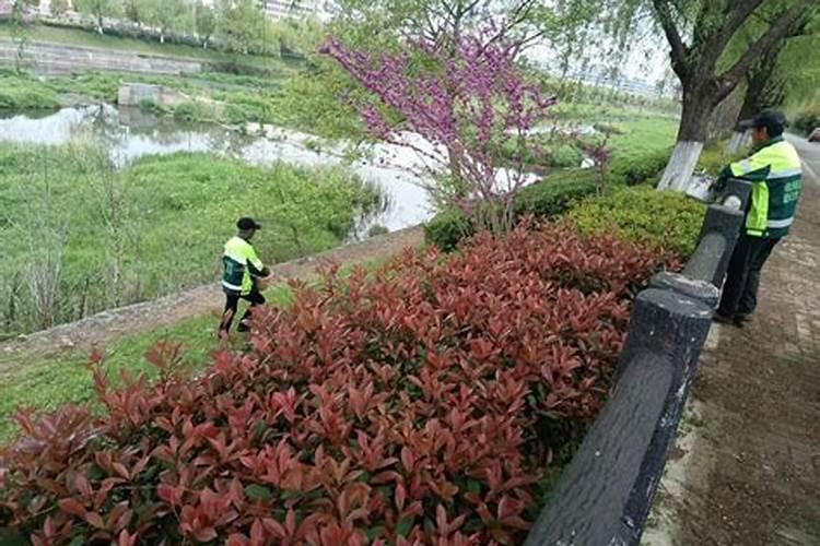 春意盎然：掌握春季苗木施肥的黄金法则