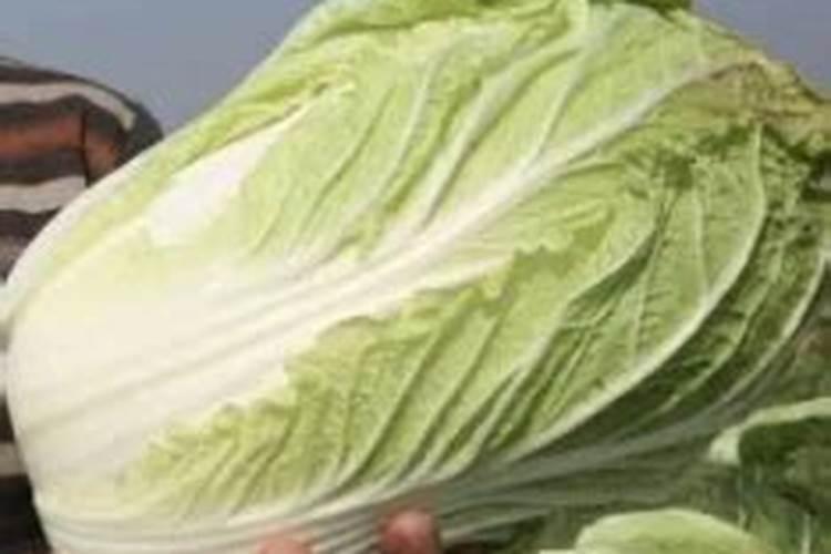 绿意盎然：大白菜实包心的成长秘诀
