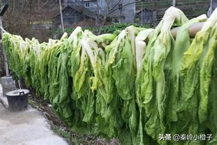 小白菜防热防冻、土藏、贮存方法？