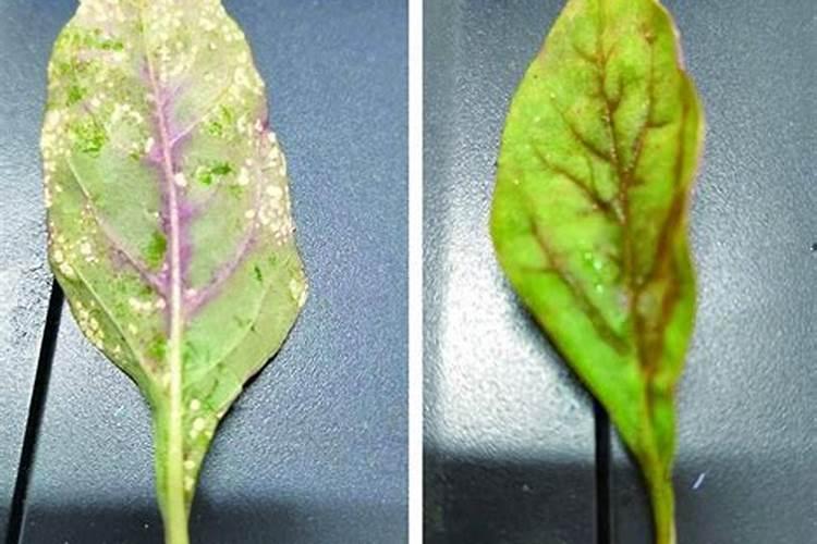 揭秘苋菜白锈病的成因与防治策略