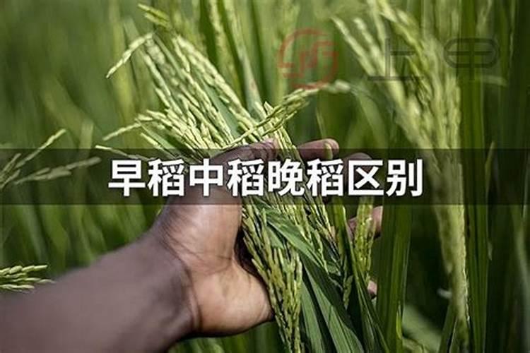 水稻开花期用药需要注意什么早稻和晚稻有什么区别