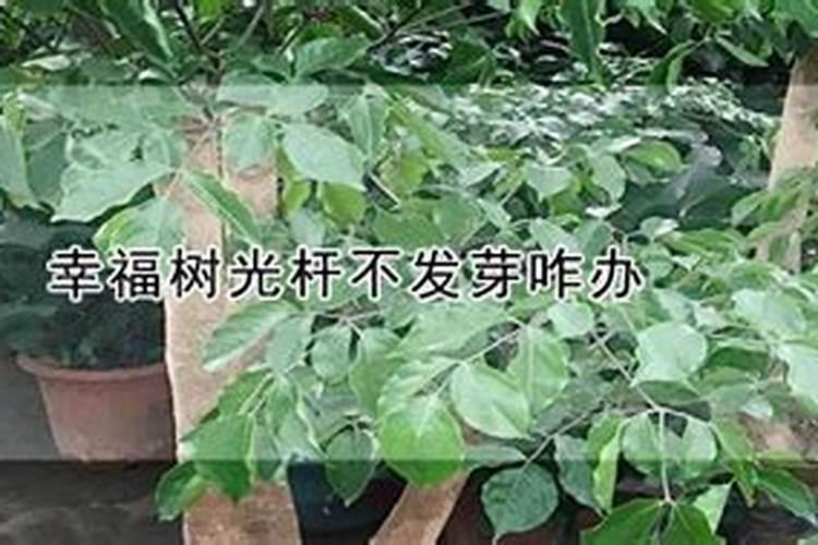 幸福树不发芽是什么原因，光照不适缺乏氧气？