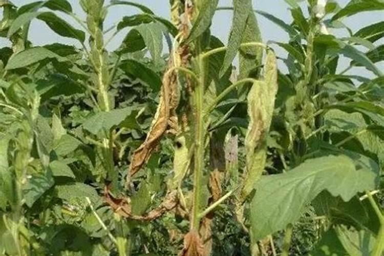 芝麻枯萎病怎么办？芝麻枯萎病防治是关键