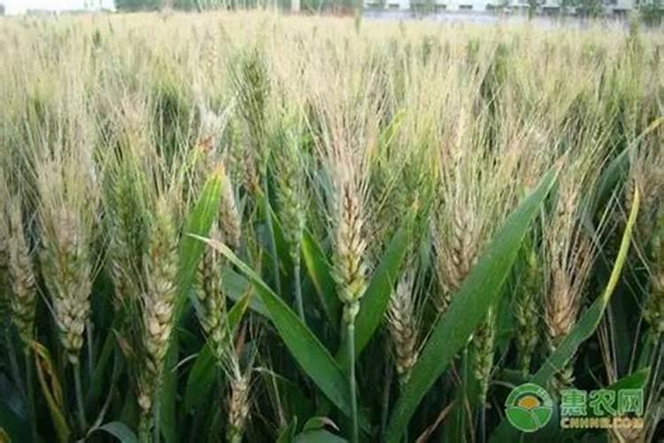 玉米苗后</p><p>玉米田：玉米播后苗前用50%乙草胶乳油东北地区每亩120至250毫升，其他地区100至150毫升，地膜覆盖剂量降低到75至100毫升，喷液量30至50千克。土湿度适宜对防除禾本科杂草效果好。对防除阔叶杂草效果略低，可选用乙草胺与阿特拉津或嗪草酮混用，对单、双子叶杂草均有较好防效。油菜田：油菜移载前或移栽。</p><p><h3 ext>3、乙草胺药害可以用解毒灵吗