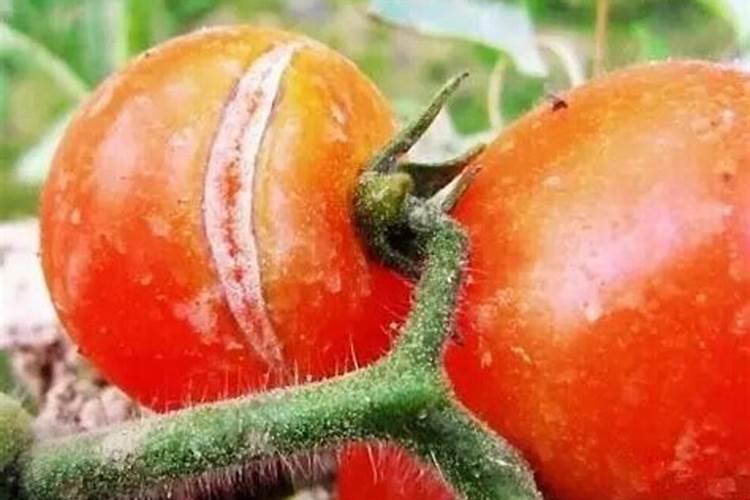西红柿种植裂果原因，西红柿种植裂果怎么办？
