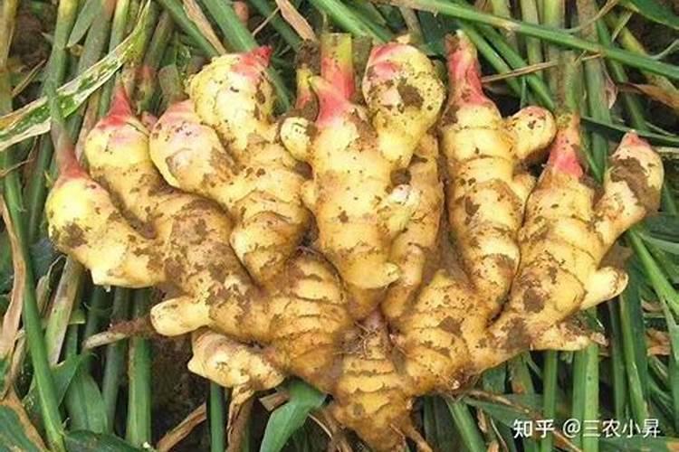 生姜大培土后怎样追肥方法？