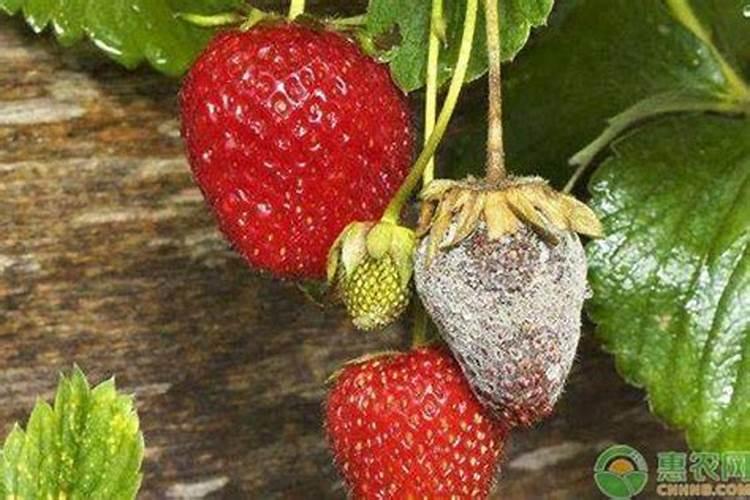 红颜杀手：揭秘草莓灰霉病的致命侵袭