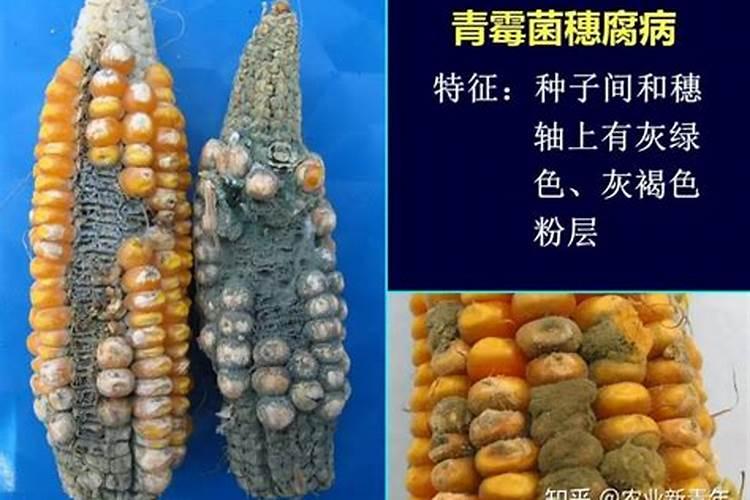 田间守卫战：玉米虫害的识别与防治